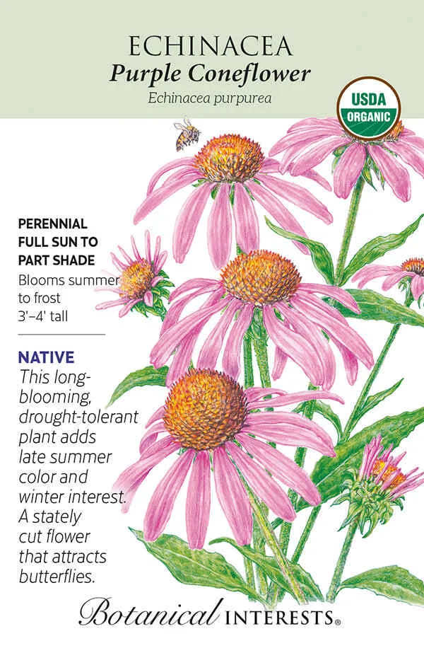 Purple Coneflower Echinacea Seeds