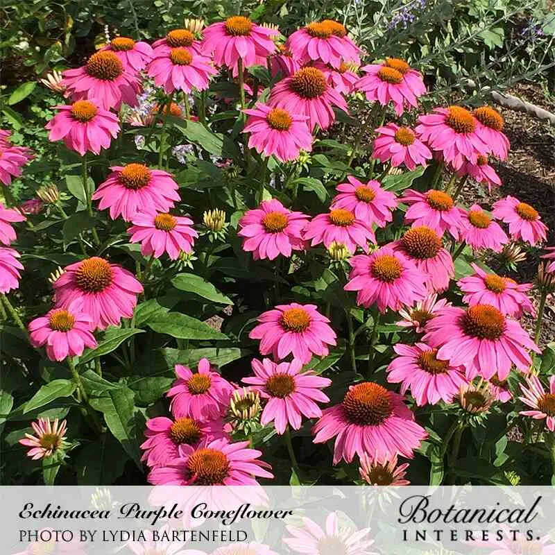 Purple Coneflower Echinacea Seeds